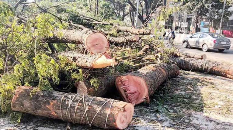 অনুমতি ছাড়া গাছ কাটা যাবে না: হাইকোর্টের রায়