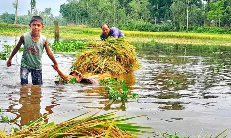 টানা বৃষ্টিতে ডুবে গেছে ফসলি জমি, দিশেহারা কৃষক