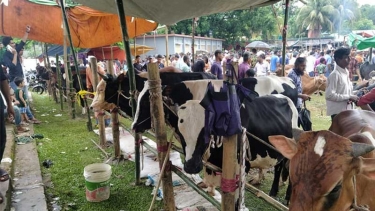 খাগড়াছড়িতে জমে উঠেছে কোরবানির পশুর হাট