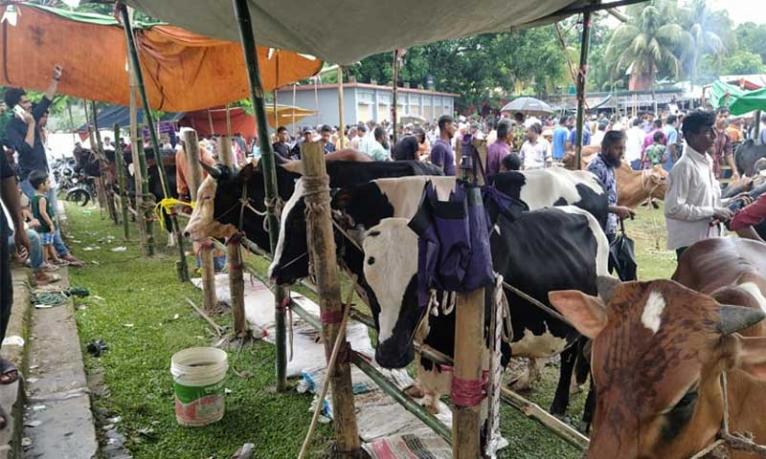 খাগড়াছড়িতে জমে উঠেছে কোরবানির পশুর হাট