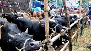 পশুর হাটে শেষ মুহূর্তে জমে উঠেছে বেচাকেনা, দামও সহনীয় পর্যায়ে