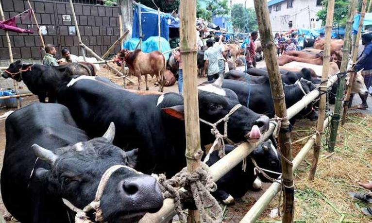 পশুর হাটে শেষ মুহূর্তে জমে উঠেছে বেচাকেনা, দামও সহনীয় পর্যায়ে